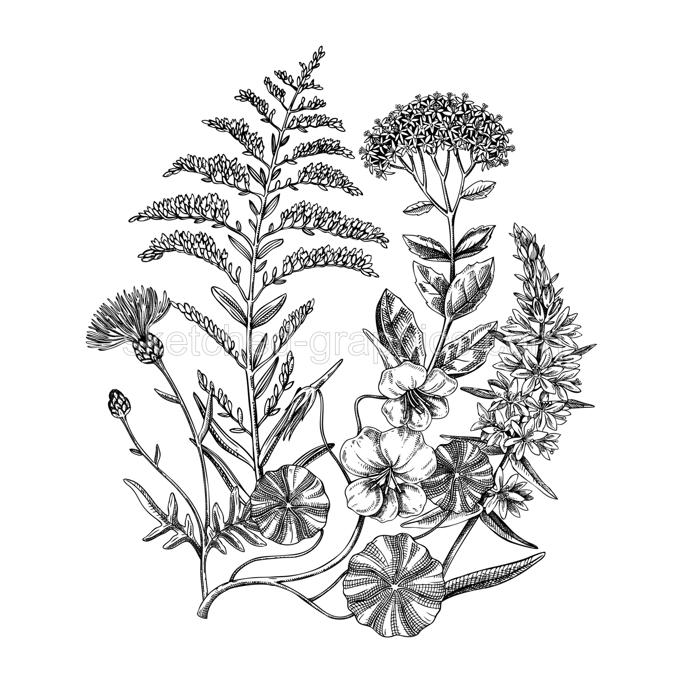 Summer flowers bouquet in sketch style. Botanical drawings with golden rod, nasturtium, sedum, thistle. Vintage wildflowers hand-drawn illustrations for wedding invitations or decoration Illustration